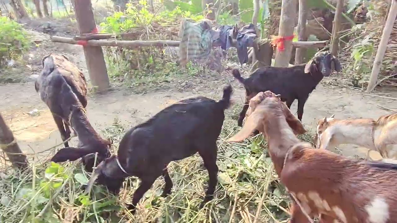 দেশী গ্রামীণ ছাগল পালন #goat #গোটফর্মিং 