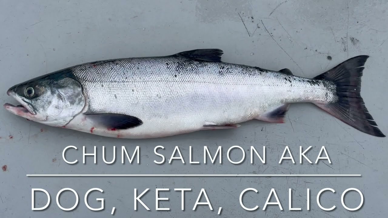 How to identify Chum Salmon