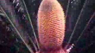 Cycad Cone Time Lapse