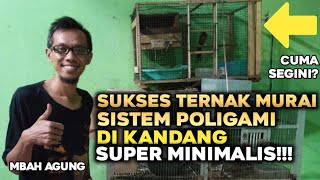 Proses Penjodohan Sistem Poligami di Kandang Minimalis