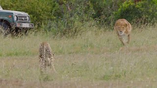 Cheetah defends her cubs against a Lion