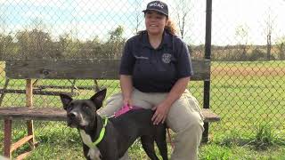 Wilson County Animal Control - Lana