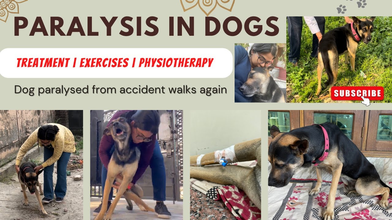 Dog paralysis RECOVERY video😰Dog with spinal nerve injury, recovers