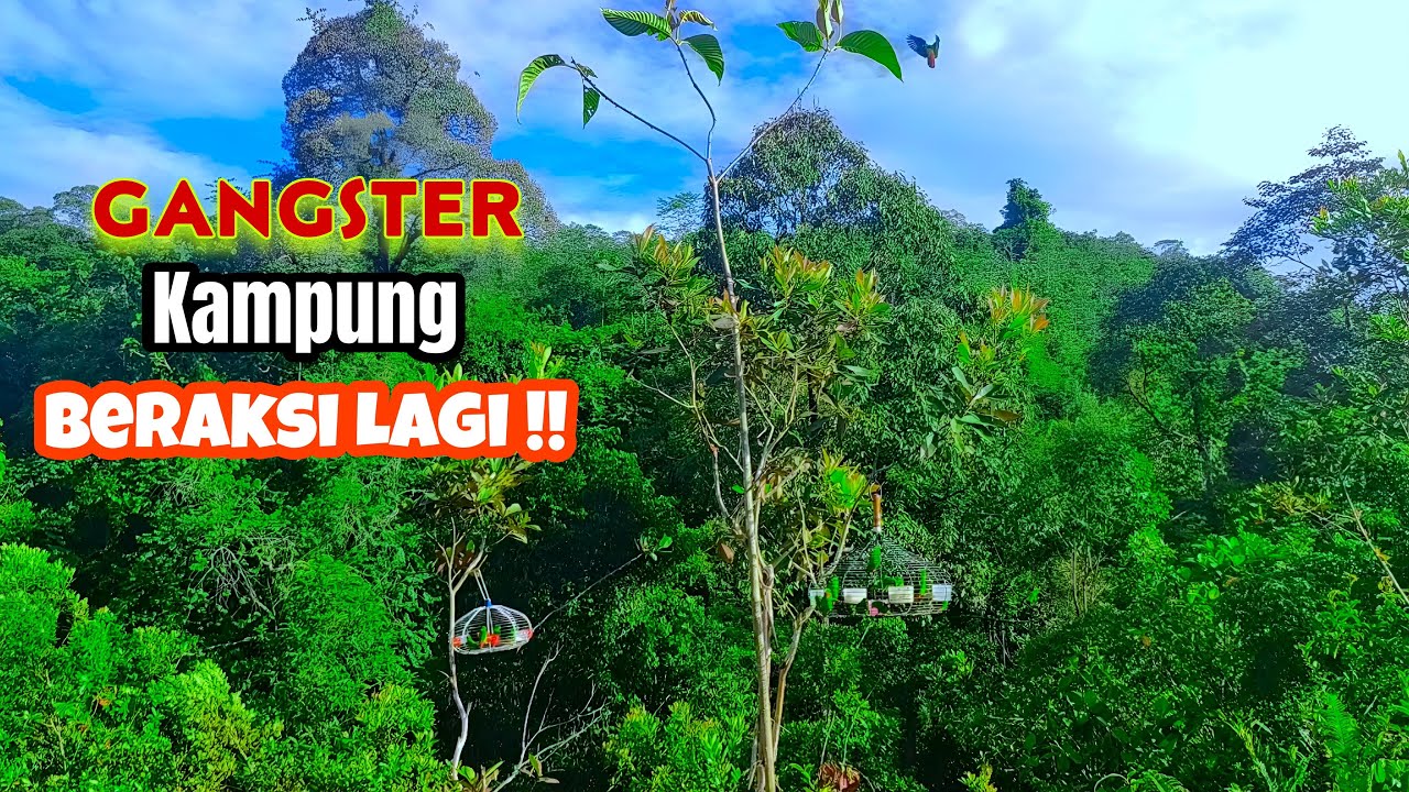 Suara Pikat: Memikat Serindit Di Kg Batu 63, Beaufort-Hari Yang Panas Gaiss.