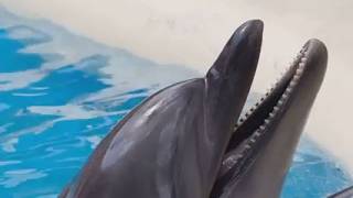 Interspecies Communication Ai Talks To Dolphins And More