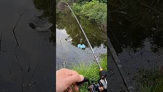 My Biggest Bass on the BFS Setup! #fishing #shorts