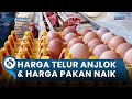 Peternak Telur Ayam Mengeluh Harga Anjlok Ditambah Pakan Naik Rp 23.000 di Trenggalek