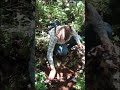 Campaña de #reforestacion en #cuernavaca #biologia #ciencia #mexico #biotechnology #science #short