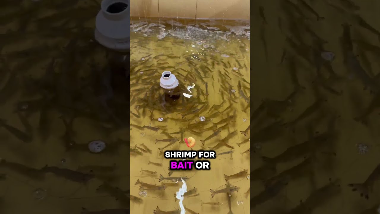 Live Shrimp Is Ultimate Bait For Fishing Along The Texas Coast 
