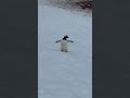 A gentoo penguin from my trip to antarctica penguins penguin antarctica travel