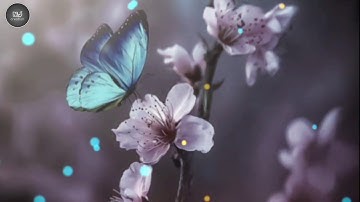 New remix whatsaap status | WhatsApp status | mj creation