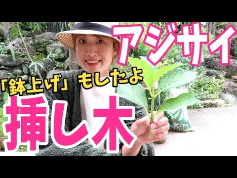 【アジサイ】増やし方・挿し木。5〜7月・9月が適期！！梅雨前に早速挿し木をして、鉢上げまでやってみました♫How To Propagate Hydrangeas From Cuttings