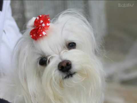 「わたし、犬、いぬ」思い出ぽん！