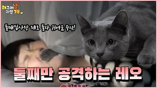 🐈둘째 집사만 공격하는 레오 🐈 그래도 좋은 귀여운 둘째 집사