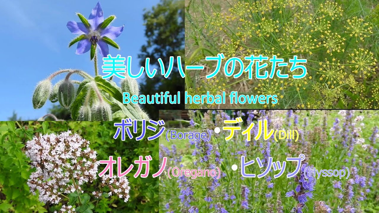 Beautiful Herb Flowers Borage Dill Oregano Hyssop Youtube Beautiful Herb Flowers Borage Dill Oregano Hyssop Youtube