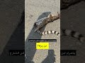 ابن عرس حقيقي جامبا اكسبلور حيوانات قط الزباد 