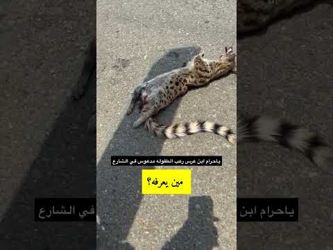 ابن عرس حقيقي جامبا اكسبلور حيوانات قط الزباد Shorts