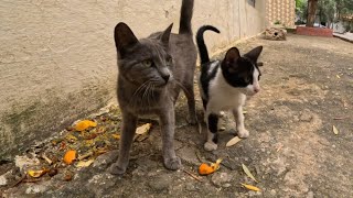 Teenage kittens wandering on the side of the road are starving.