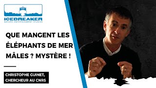 Breaking Ice / Que mangent les éléphants de mer ? Mystère !