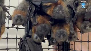 Flying-Fox goes to the aviary after her xray:  this is Portia by Megabattie 2,307 views 2 days ago 5 minutes, 30 seconds