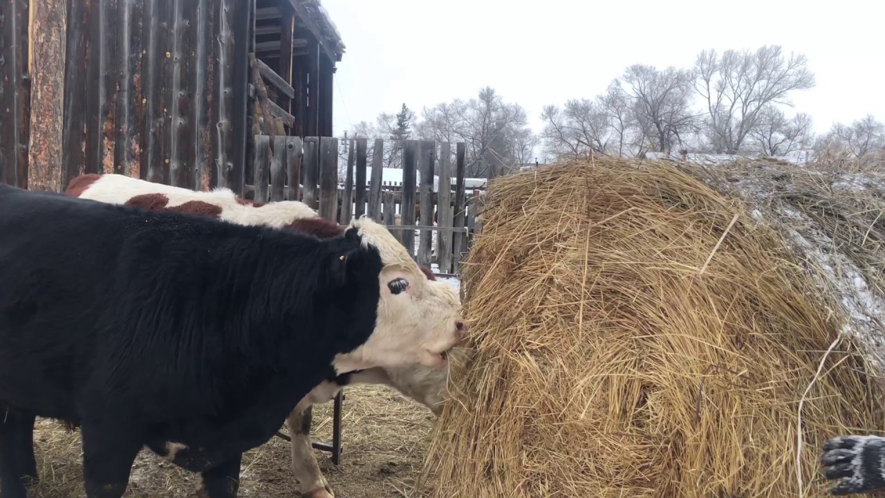 На сколько хватает сена ??? - YouTube