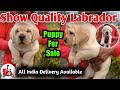 Labrador puppy for sale