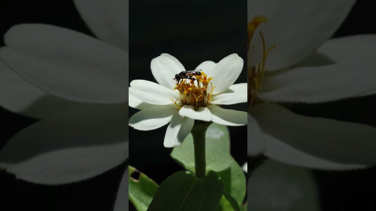 Unknown petite pollinator feeds at a white zinnia. Very clear view of mouthparts.  What's it eating?