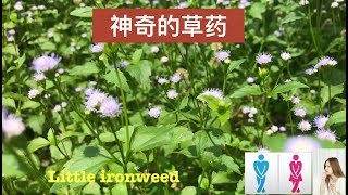 神奇消山虎～（土地丁）的功效.Medicinal uses of” Vernonia cineria”.Manfaat Sawi Langit
