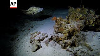 Scientists explore 'Midnight Zone' to study ocean