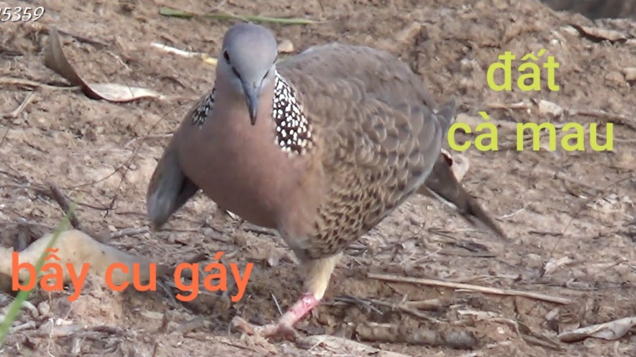 mồi malasyia | bẫy chim cu gáy đất cà mau thú vui tao nhã/thế hiển.bổi gần nhà xem mãn nhãn