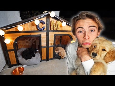 building-my-puppy-her-dream-dog-house!