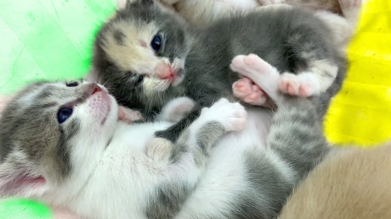 The Little Kittens Are Waking Up - What are they Doing?