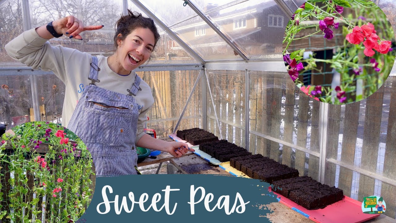 Sowing Sweet Peas in Soil Blocks in the Greenhouse in Zone 5B! An Experimental Year! YouTube