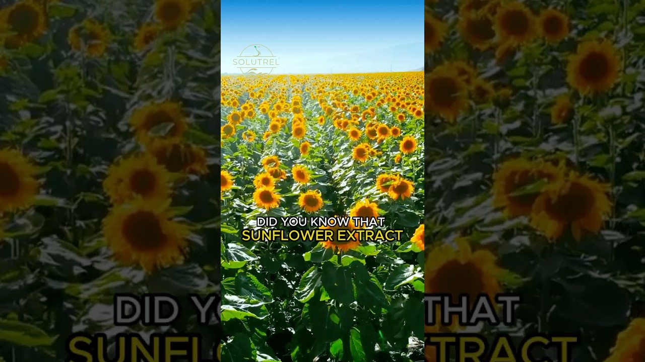 Sunflower Extract: Nature’s Secret to Long-Lasting Hair Color