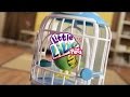 Little live pets bird cage review little live pets bird cage with 2 birds