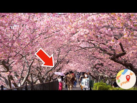 Most Popular 8,000 Cherry Blossom Tunnel in Japan 😳🌸 Kawazu Sakura 河津桜 おすすめ 桜の名所 開花 満開 見頃 花見 2022