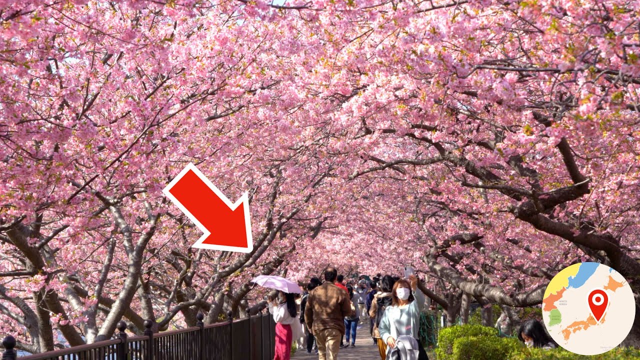Most Popular 8 000 Cherry Blossom Tunnel In Japan Kawazu Sakura 河津桜 おすすめ 桜の名所 開花 満開 見頃 花見 22 Geekweb Fr