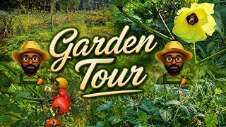 Garden Update: Struggles of Being Organic