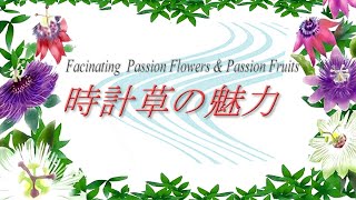 【XYOSSIYのライフチャンネル】トケイソウの魅力【500人登録者様記念動画】（パッションフルーツ、パッションフラワー、時計草）