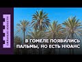 Водоемы станут чище / Школьникам ничего не упростят / В Гомеле появились пальмы