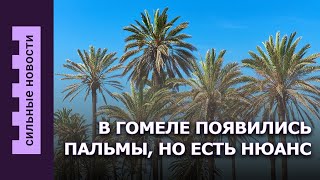 Водоемы станут чище / Школьникам ничего не упростят / В Гомеле появились пальмы