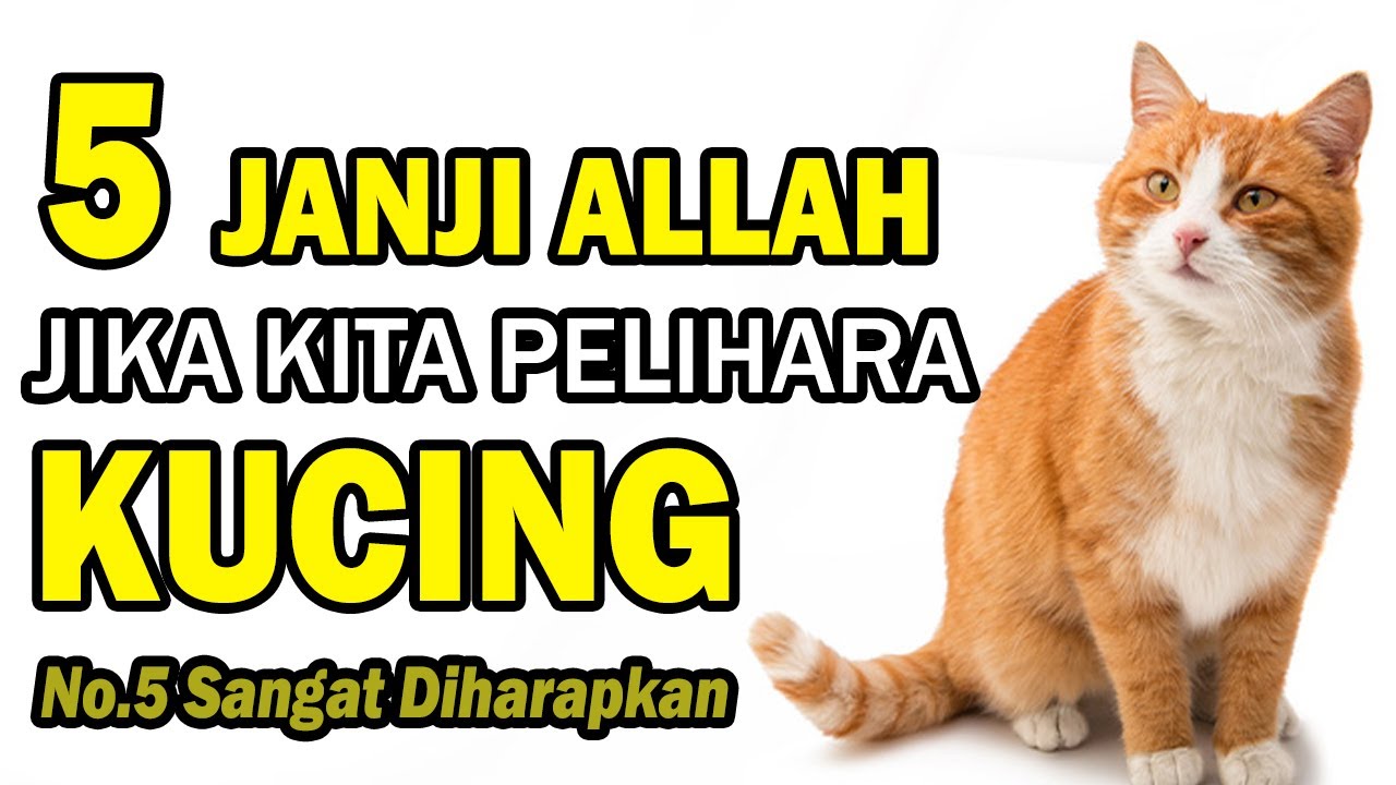 Dilangkahi Kucing Menurut Islam: Perspektif dan Pandangan Agama