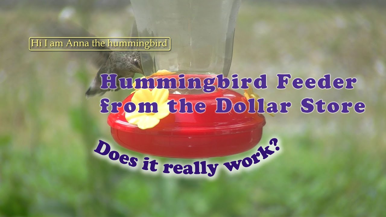 Hummingbird Feeder from the DOLLAR STORE (Does it work?) YouTube