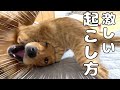 子猫による愛犬の起こし方が面白すぎるｗ