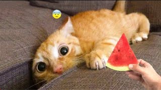 Funniest Cat And Dogs 😂 Funny Animal Videos 2022 #27