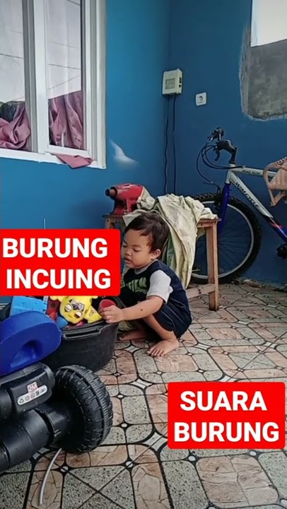 Sangat Mengerikan Suara Burung Incuing