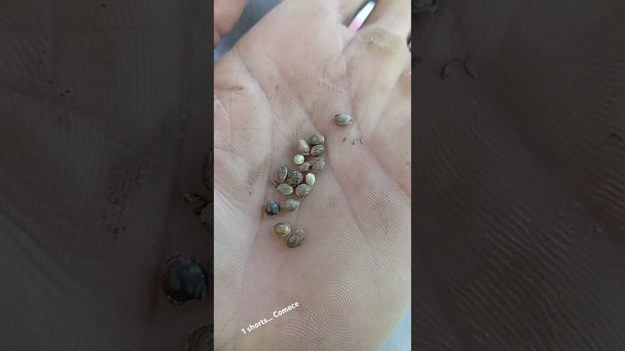 cultivo outdoor...auto sustento ...plantar pra nao comprar