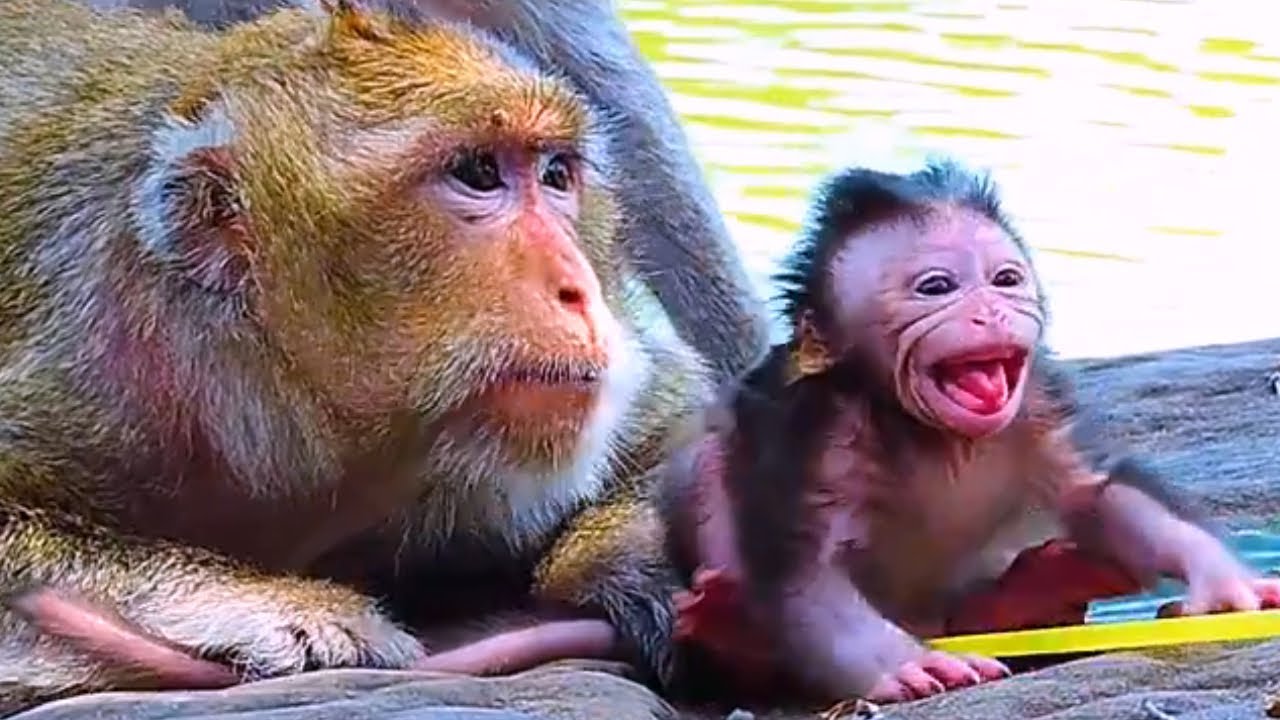 🔴Live: Confuse lost Mother Chubby Monkey Screaming C-r-y To Call