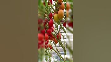 Siêu phẩm giàn cà chua bạch tuộc nhà chị Đại