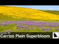 Carrizo Plain Superbloom 2023 (with original electronic soundtrack)